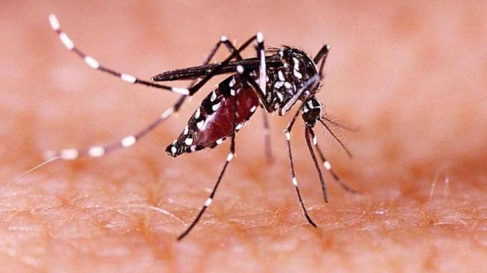 zika virus ( file photo) zika virus ( file photo)
