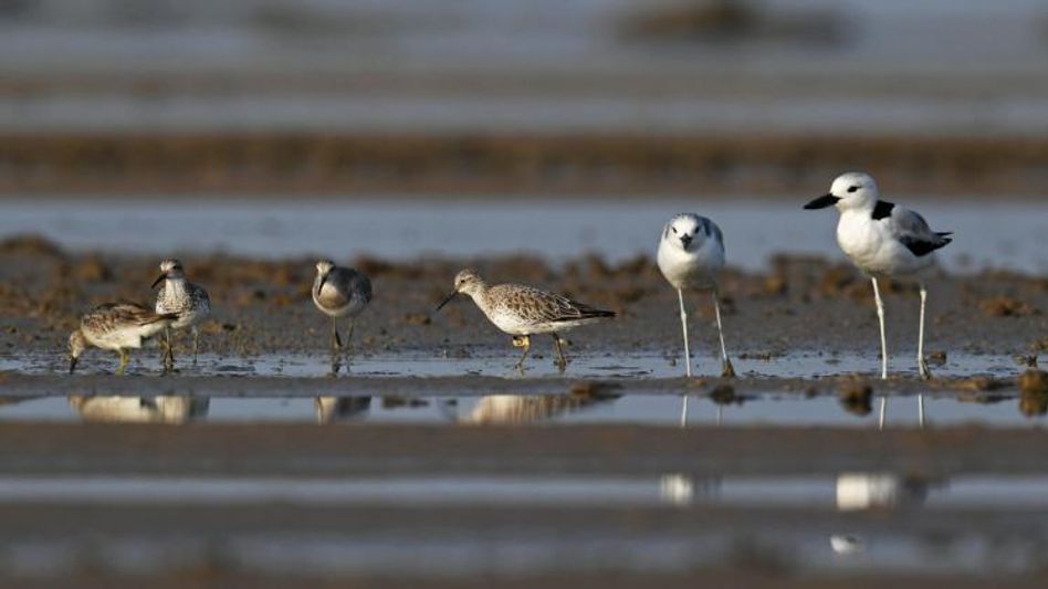 Great Knot '6Z' (Source: Facebook/@6zgreatknot) Great Knot '6Z' (Source: Facebook/@6zgreatknot)