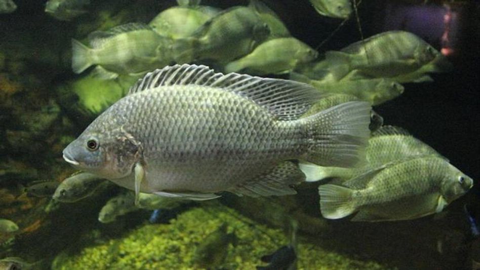 मोज़ाम्बिक तिलापिया. मोज़ाम्बिक तिलापिया.