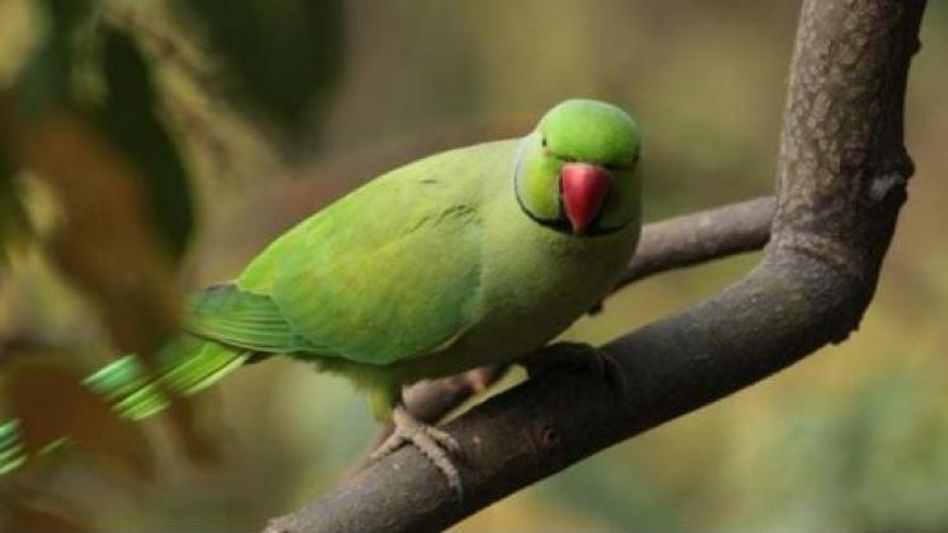 मालिक ने तोते के लिए घोषित किया पंद्रह हजार का इनाम मालिक ने तोते के लिए घोषित किया पंद्रह हजार का इनाम