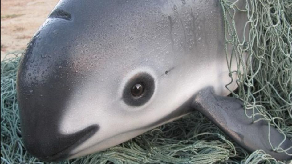 Vaquita Vaquita