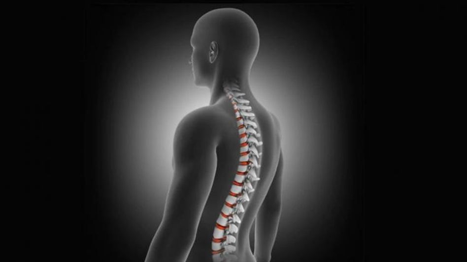 रीढ़ की हड्डी (प्रतीकात्मक तस्वीर) रीढ़ की हड्डी (प्रतीकात्मक तस्वीर)