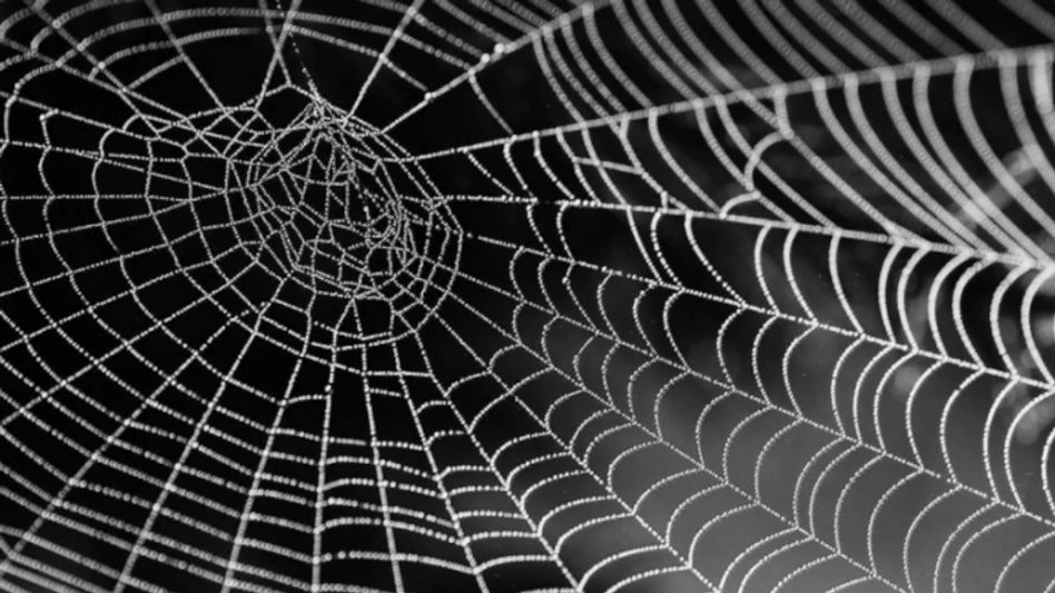 spider web spider web