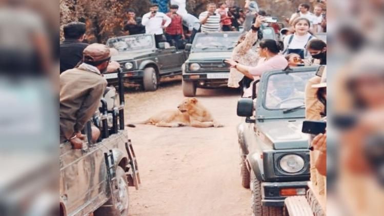Viral picture from Gir Sanctuary