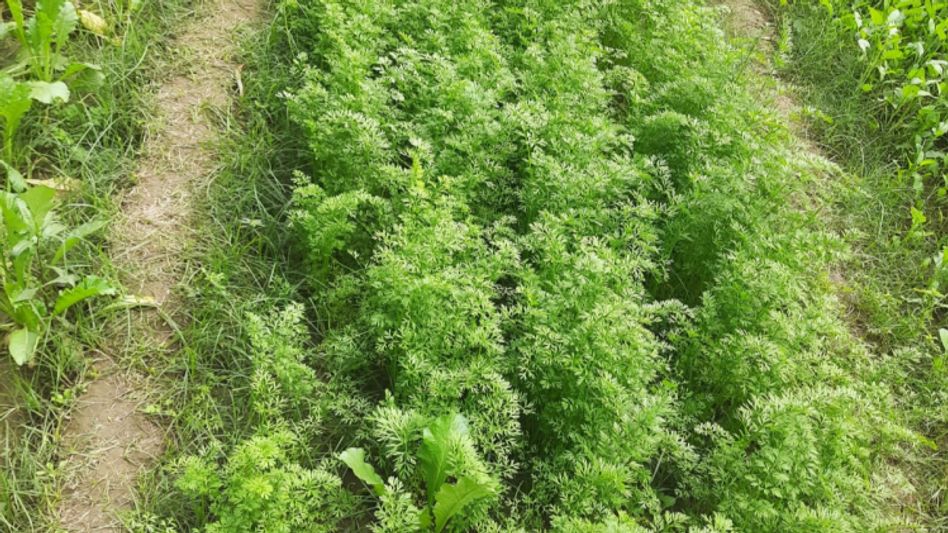 स्कूल का किचन गार्डन स्कूल का किचन गार्डन