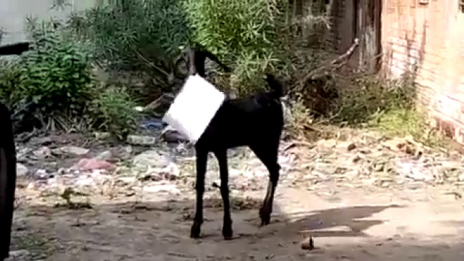 मुंह में सरकारी दस्तावेज लेकर भागी बकरी मुंह में सरकारी दस्तावेज लेकर भागी बकरी