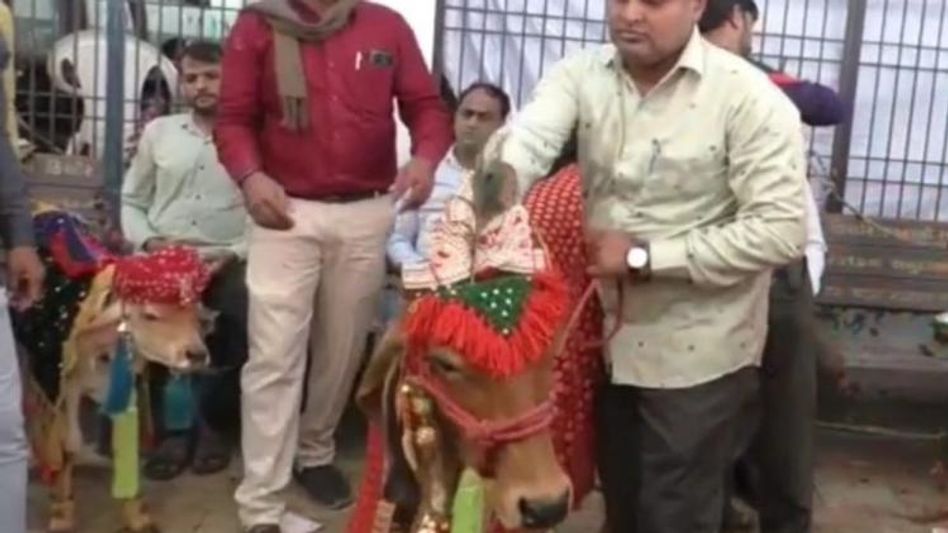 बछड़ा और बछिया की शादी बछड़ा और बछिया की शादी