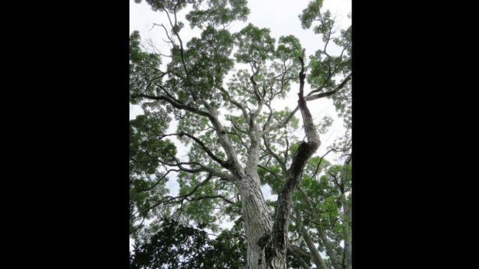 Mahogany Tree Mahogany Tree