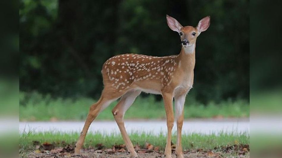 हिरण में पाया गया ओमिक्रॉन वेरिएंट हिरण में पाया गया ओमिक्रॉन वेरिएंट