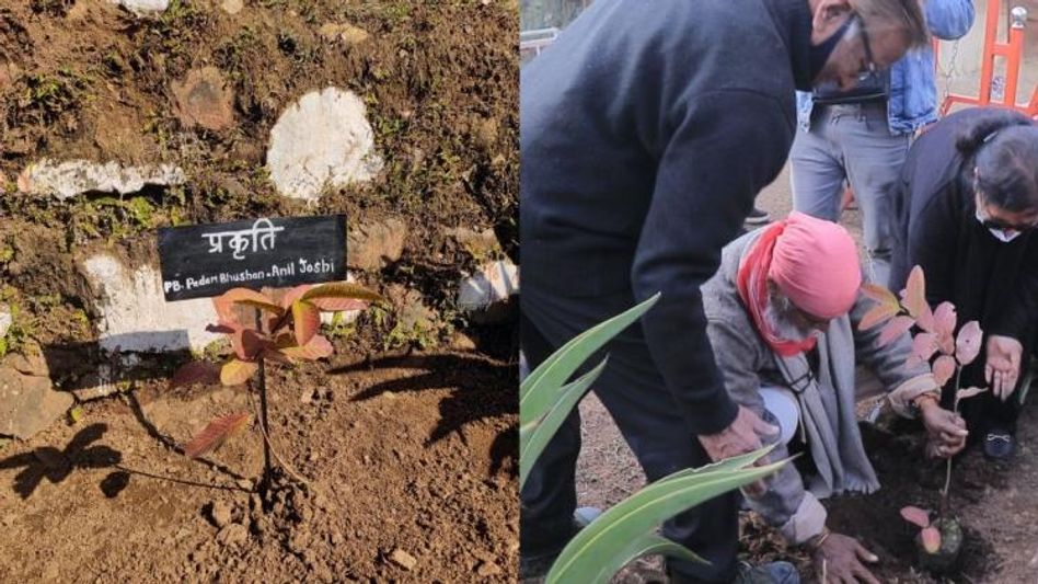 स्मृति वृक्ष स्मृति वृक्ष