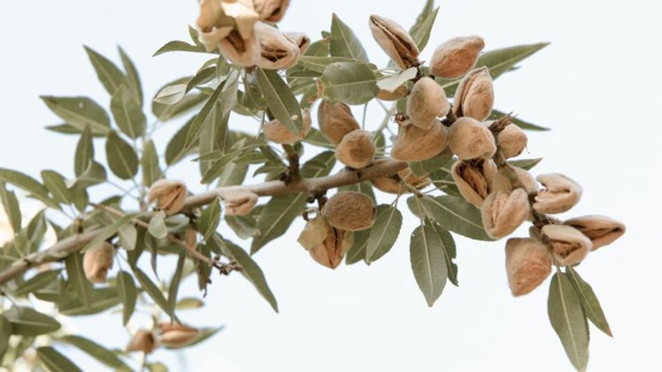 Almond Farming (Source: Unsplash) Almond Farming (Source: Unsplash)