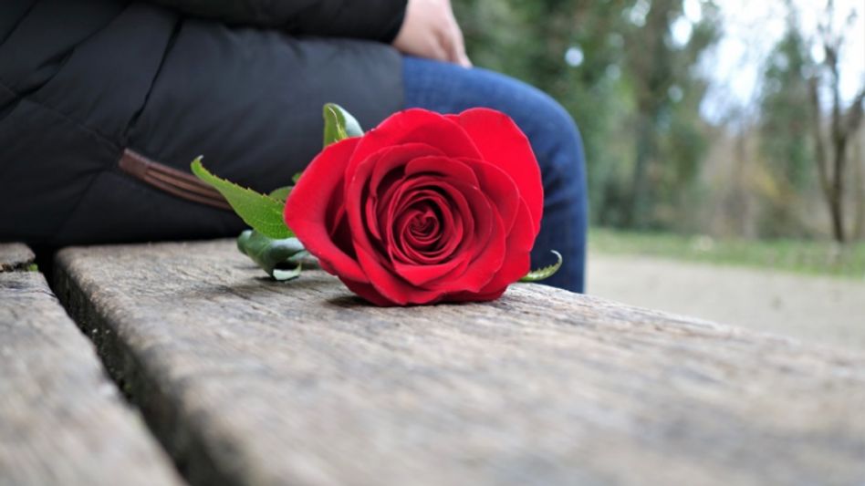 Rose Rose