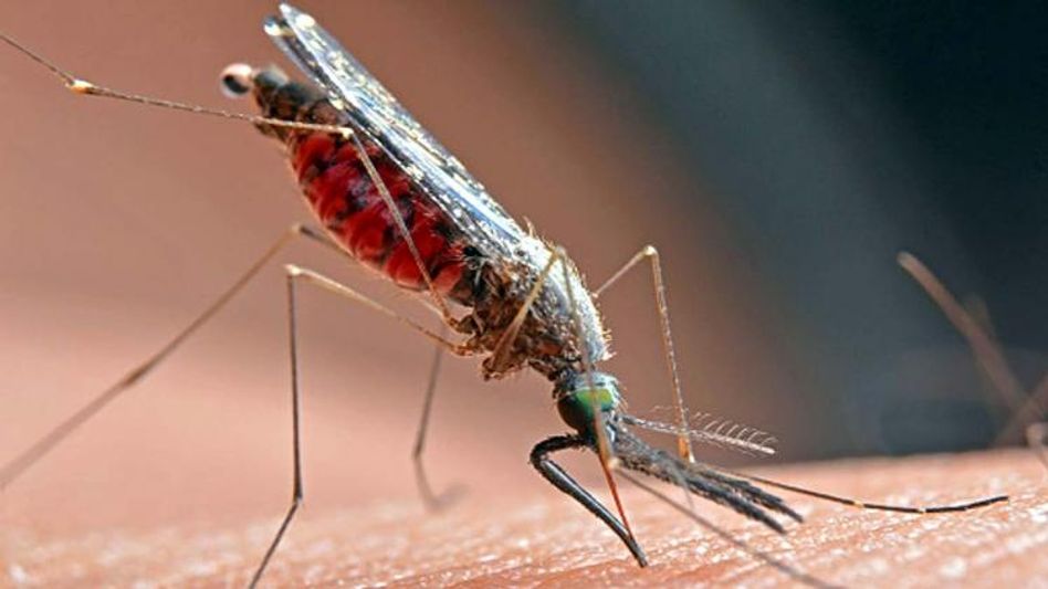 डेंगू के लक्षण और बचाव  डेंगू के लक्षण और बचाव