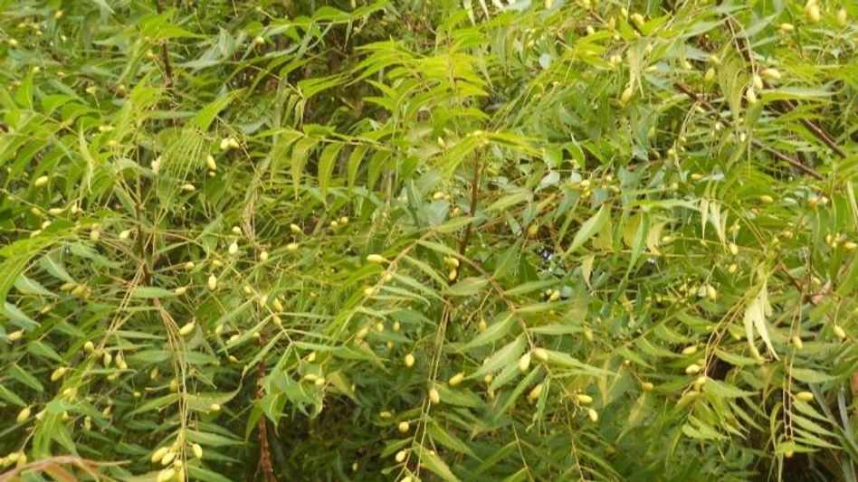 Study on Neem Study on Neem