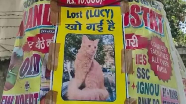 बिल्ली के खोने पर चिपकाए गए मिसिंग पोस्टर