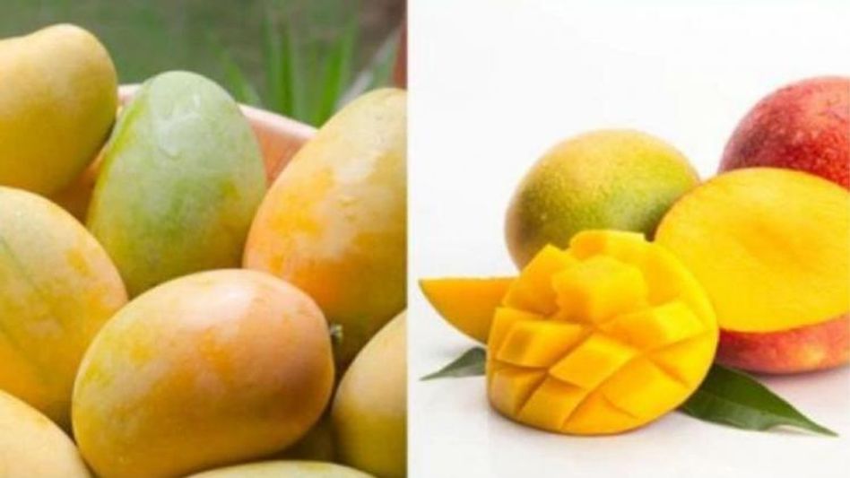 Mango Seed Mango Seed