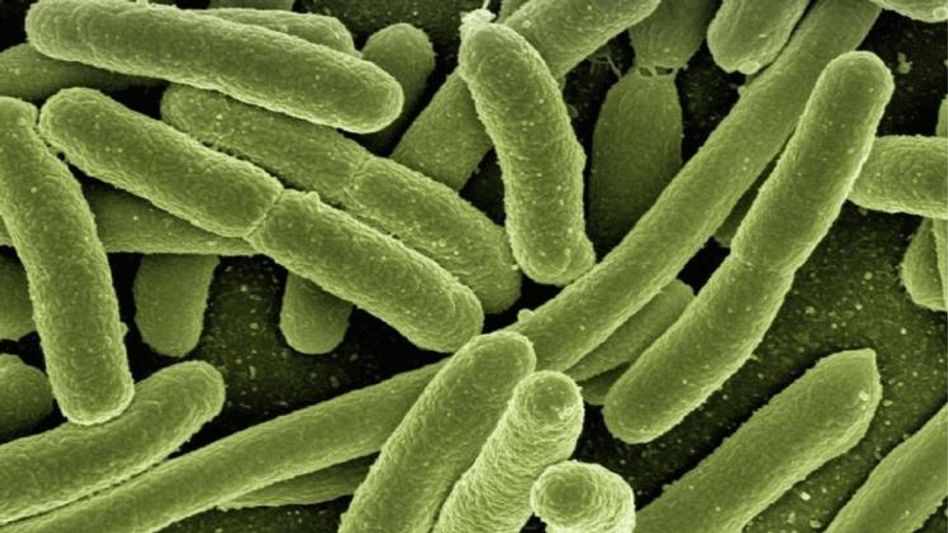 Bacteria Bacteria