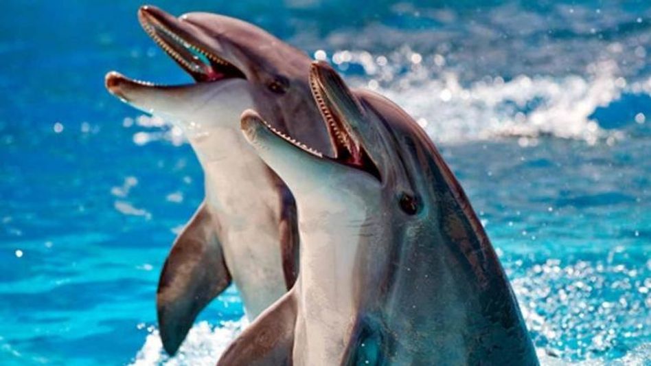 Dolphins Dolphins