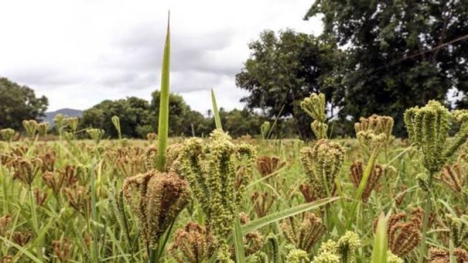 मिलेट्स मिलेट्स