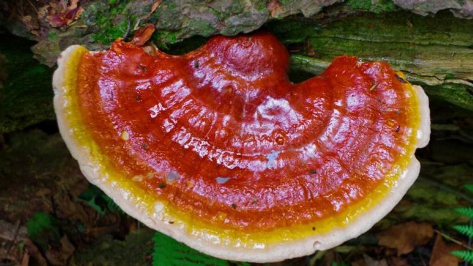 गैनोडर्मा मशरूम गैनोडर्मा मशरूम