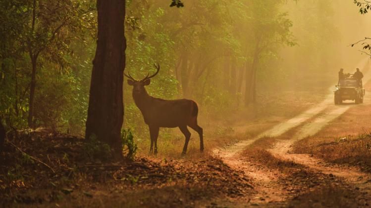 Jungle Safari (Credit- Nick/ Unsplash)