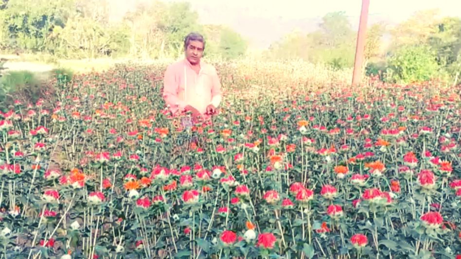 Saffron Farming Saffron Farming