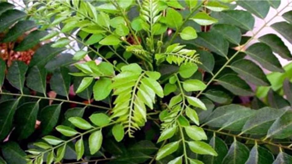 Curry Leaves Curry Leaves