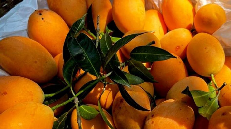 Mango Mango