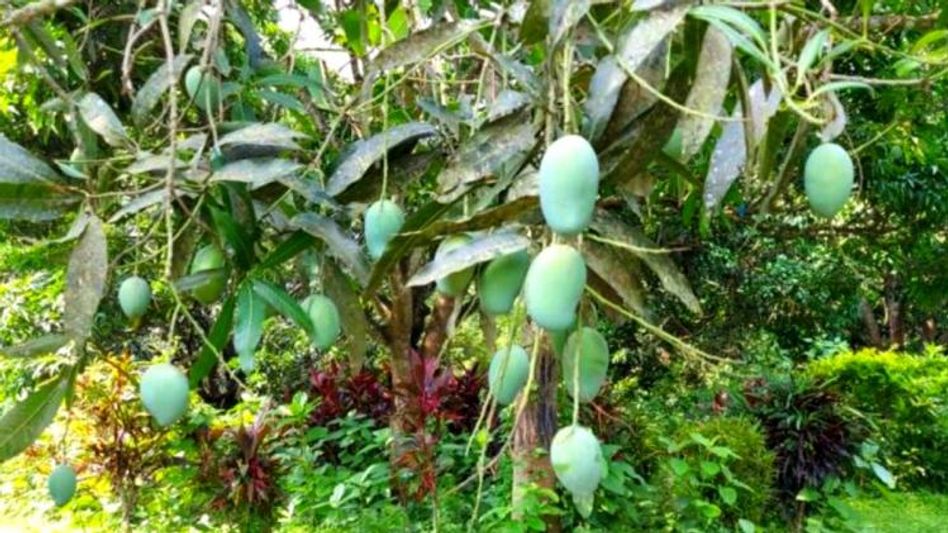 Mango Village Mango Village