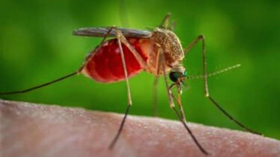 West Nile Fever West Nile Fever