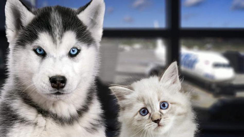 पेट्स पेट्स