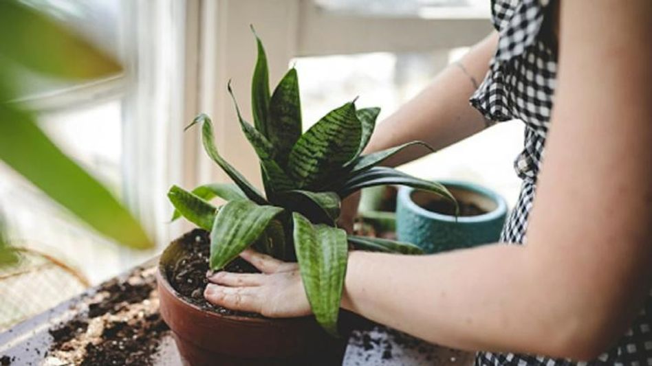 Oxygen Plants For Home Oxygen Plants For Home