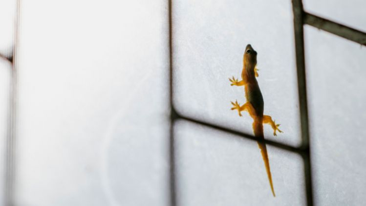 Lizard