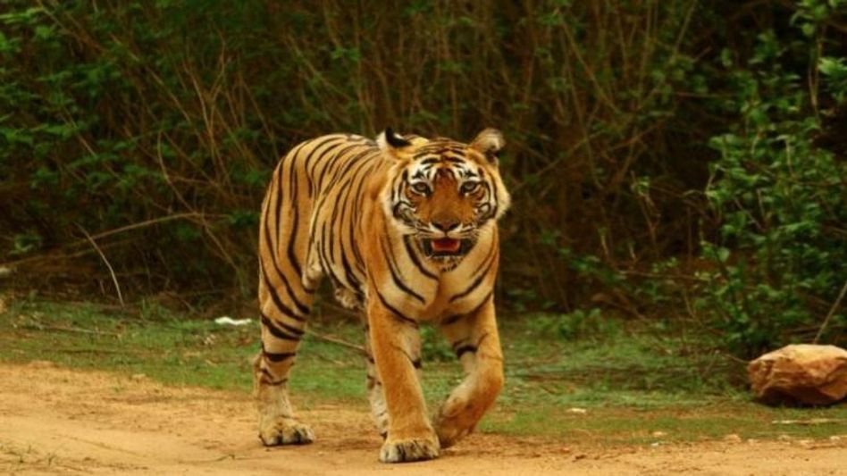 इंटरनेशनल टाइगर डे (Photo/Twitter) इंटरनेशनल टाइगर डे (Photo/Twitter)