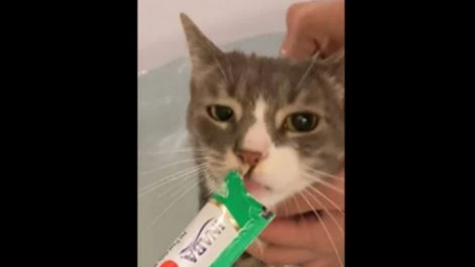 The ‘talking’ cat has a treat during its bath time The ‘talking’ cat has a treat during its bath time