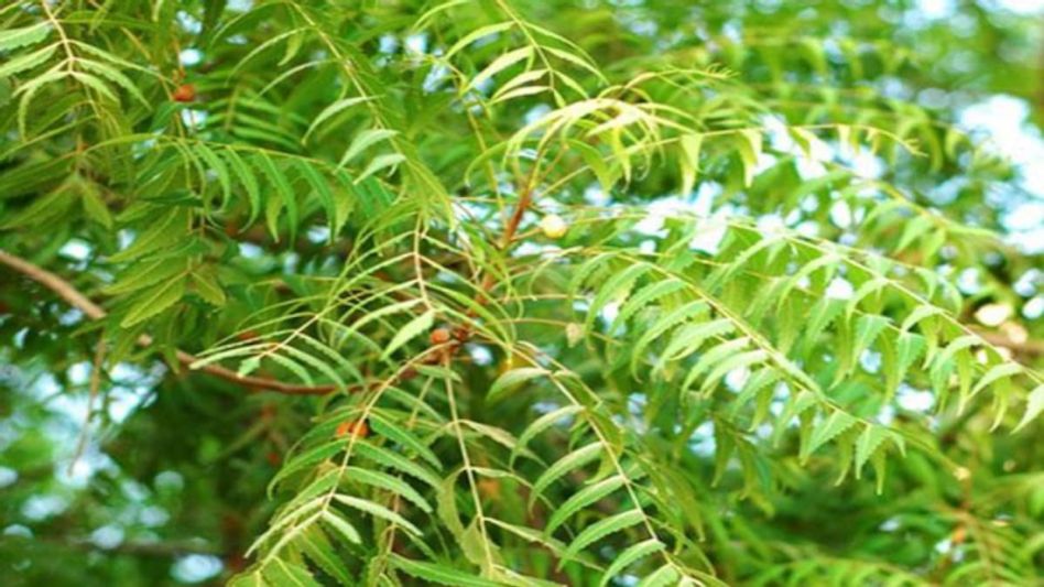 Benefits Of Neem Leaves Benefits Of Neem Leaves