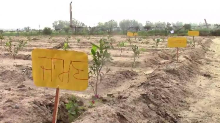 Mini Forest plantation in Faridkot