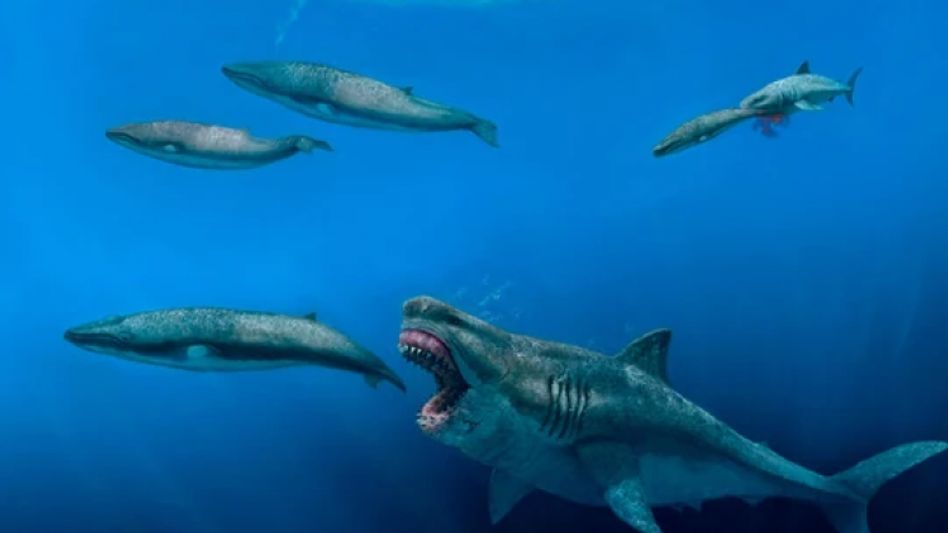 Megalodon  (J. J. Giraldo via AP) Megalodon  (J. J. Giraldo via AP)