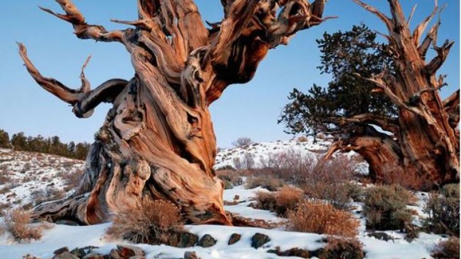 5,400 years old tree  5,400 years old tree