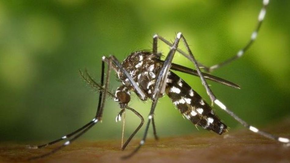 Dengue cases in Delhi Dengue cases in Delhi