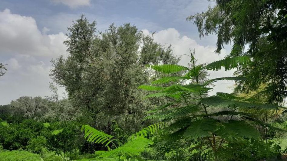 Rajasthan lalit doing organic farming Rajasthan lalit doing organic farming