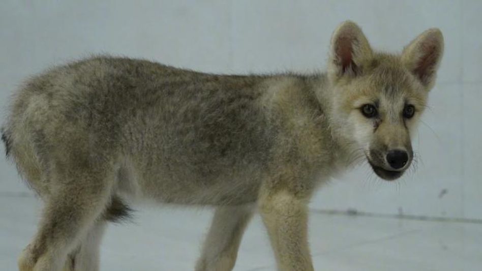 Wild Arctic Wolf Maya (Photo: Twitter) Wild Arctic Wolf Maya (Photo: Twitter)
