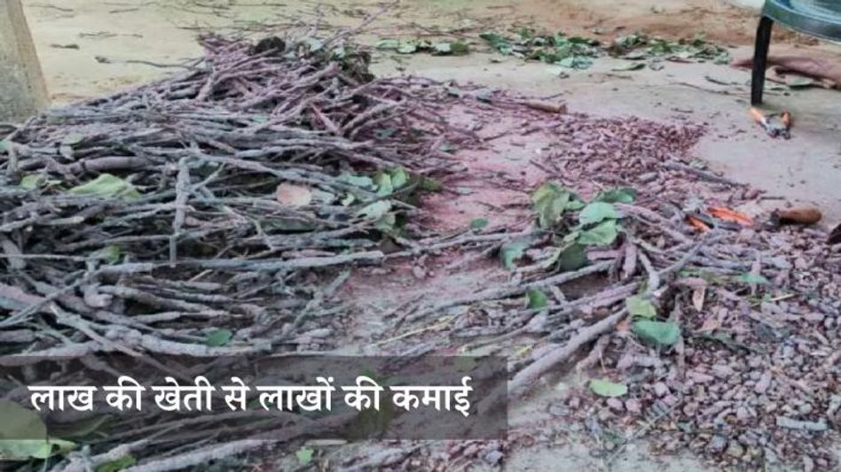 लाख की खेती लाख की खेती