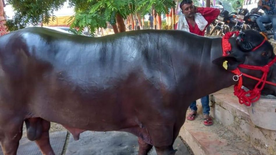 10 करोड़ का भैंसा गोलू टू  10 करोड़ का भैंसा गोलू टू