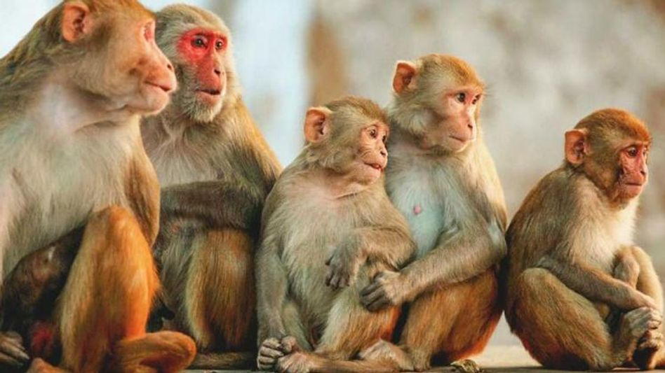Land in the name of Monkey (Representative image) Land in the name of Monkey (Representative image)