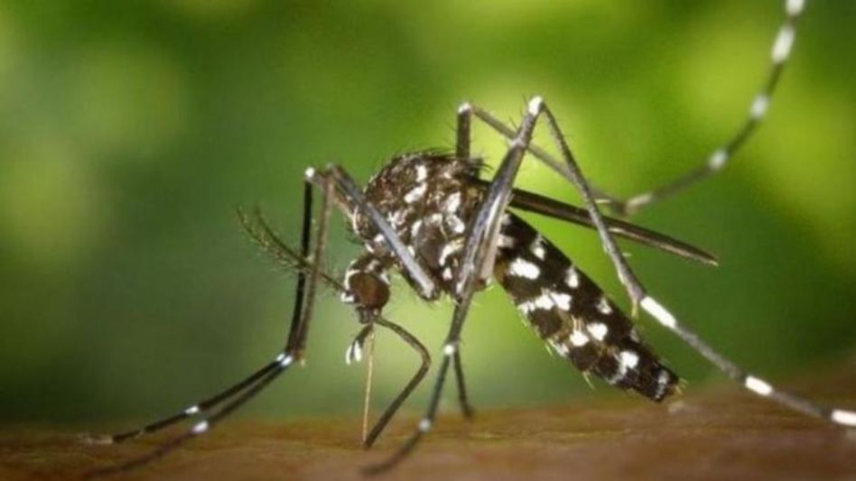 mosquito repellent mosquito repellent