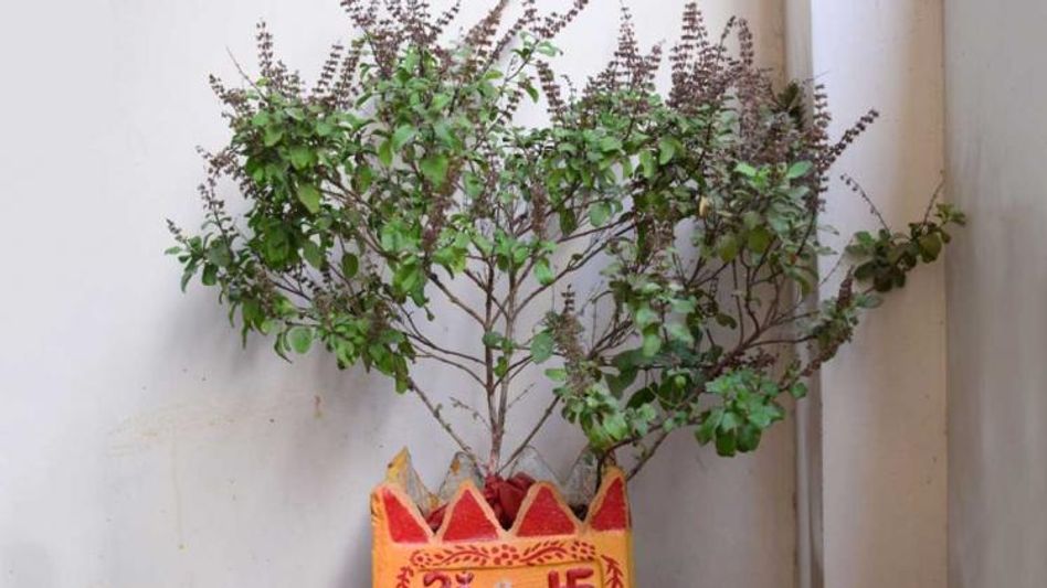 कार्तिक मास में तुलसी पूजा का महत्व: जानें लाभ और नियम कार्तिक मास में तुलसी पूजा का महत्व: जानें लाभ और नियम