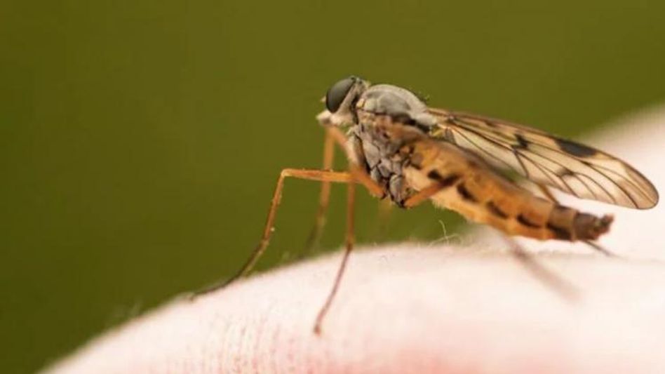Man Undergoes 30 Surgeries all because of a mosquito bite Man Undergoes 30 Surgeries all because of a mosquito bite