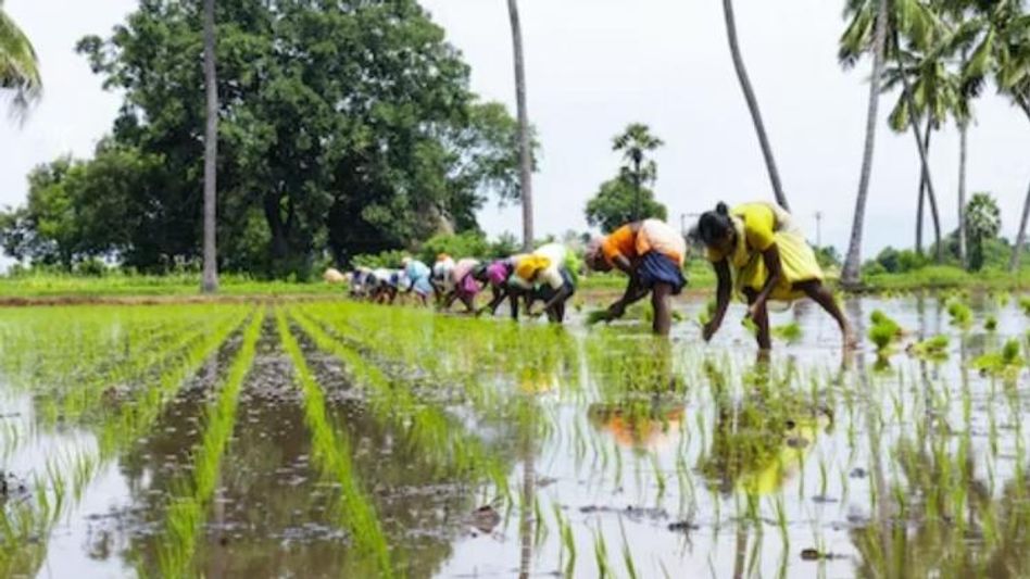 Organic Farming (Photo: Unsplash) Organic Farming (Photo: Unsplash)