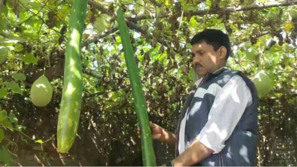 Ramvilas growing vegetables at home Ramvilas growing vegetables at home